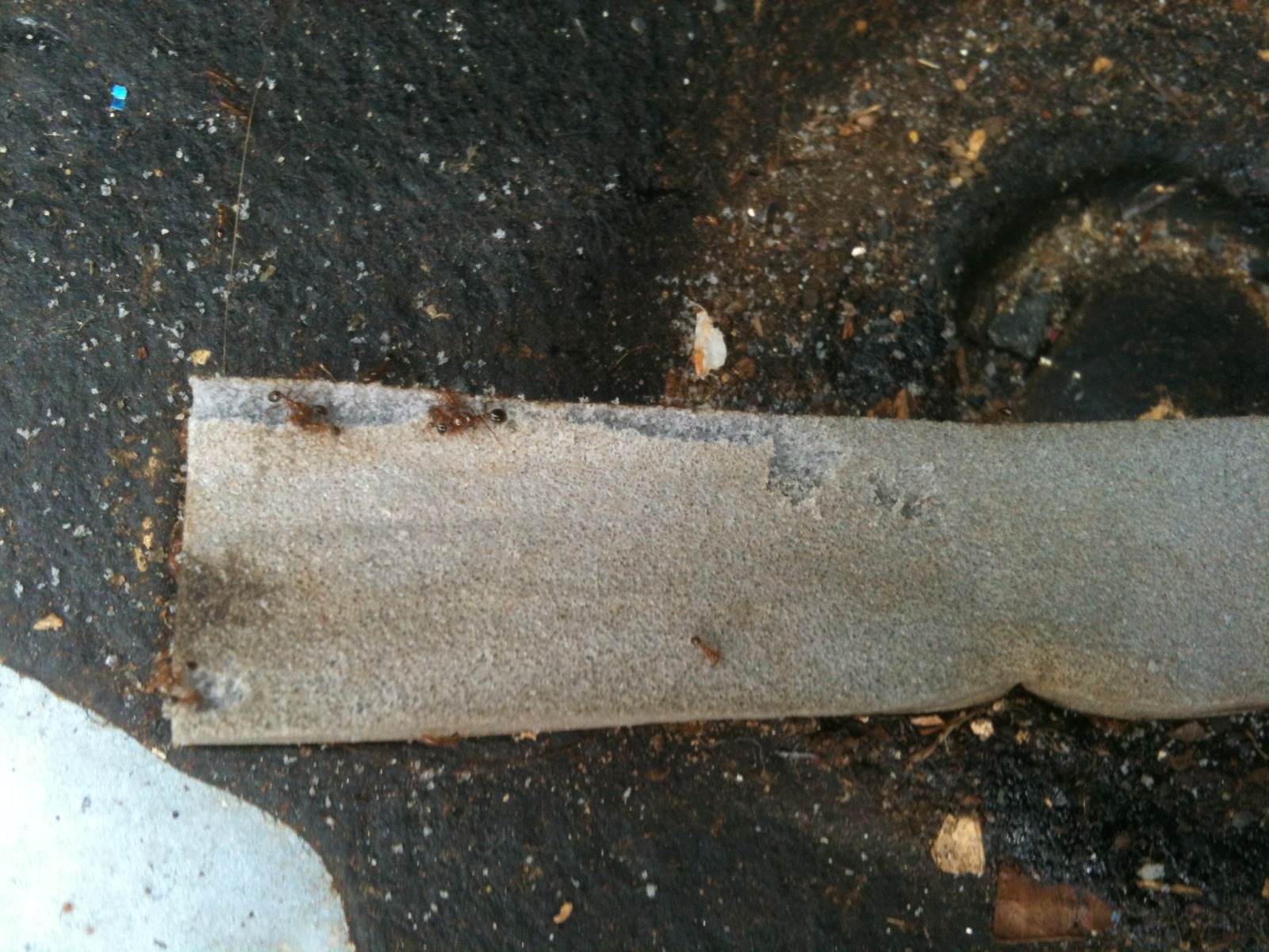 251.jpg